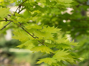 green leaves during daytime