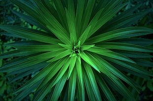 selective photo of green leaf plant