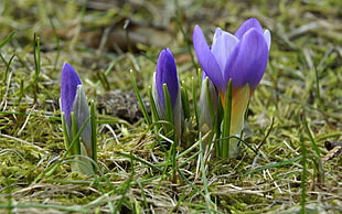 purple crocus flowers in closeup photography