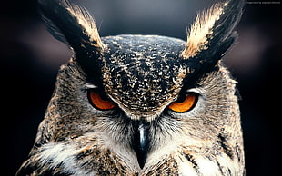 grey owl, owl