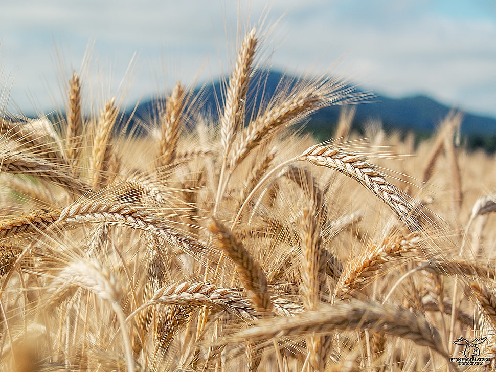 close-up photography of wheat field HD wallpaper