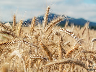 close-up photography of wheat field