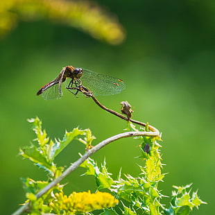 brown dragonfly on plant twig on top of cactus focus photography, odonate
