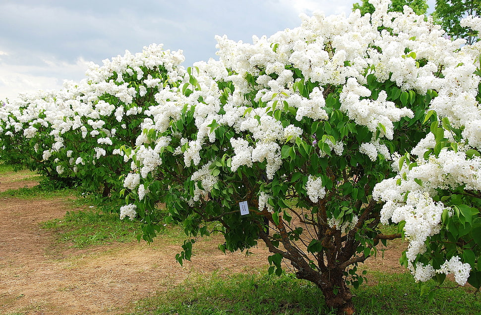 white petaled flowers HD wallpaper