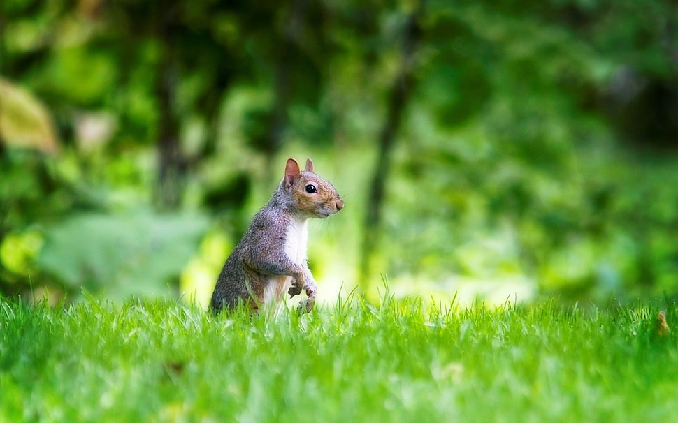 brown squirrel on grass during daytime HD wallpaper
