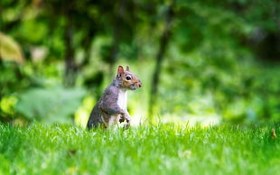 brown squirrel on grass during daytime