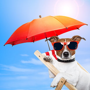 Jack Russell terrier wearing red sunglasses beside umbrella at daytime