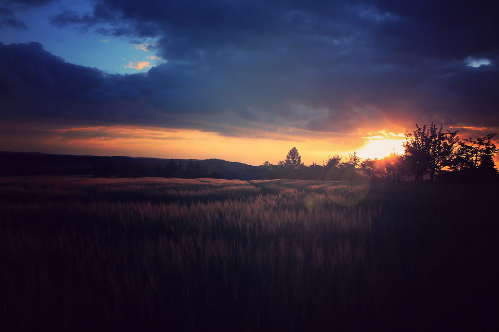brown grass field, sunset, nature, night HD wallpaper