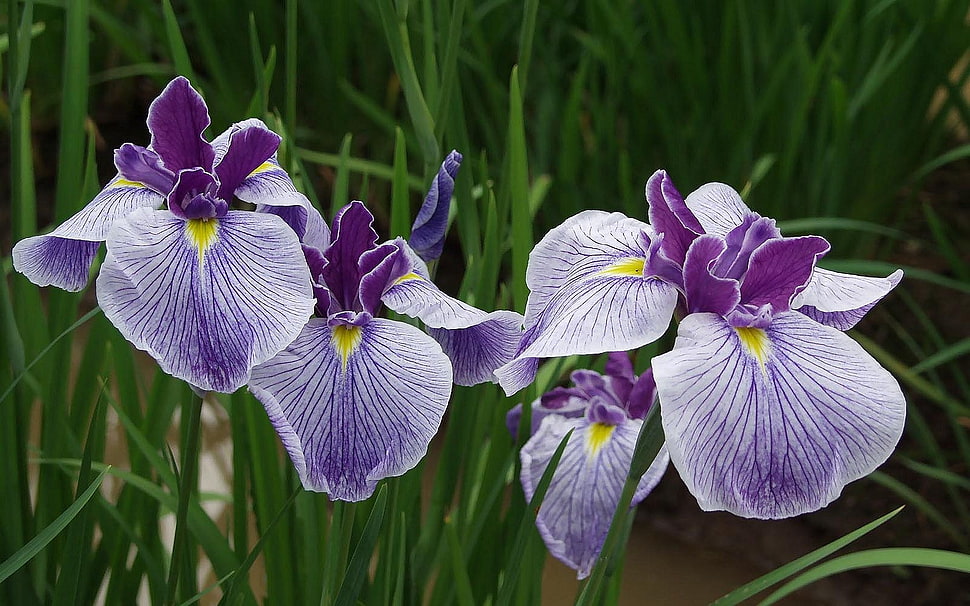 purple Irises closeup photo at daytime HD wallpaper
