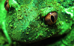 close up photography of green amphibian