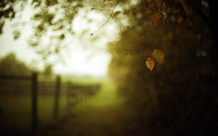 forced focus photography of of brown leaves on tree near fence HD wallpaper