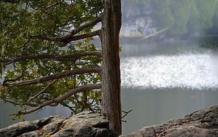 brown wooden tree branch decor, nature, water, rock, trees