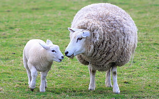 white sheep and lamb