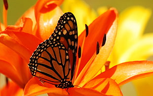 brown and black butterfly on orange petaled flower