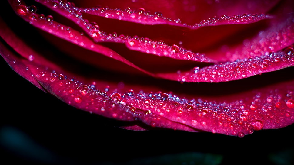 flowers, macro HD wallpaper