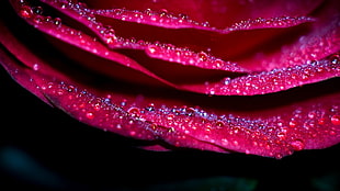 flowers, macro HD wallpaper