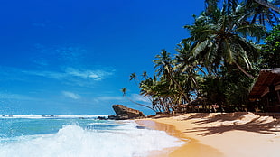 coconut tree, beach, sand, sea, clear sky