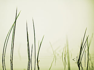 white painted wall, grass, water HD wallpaper