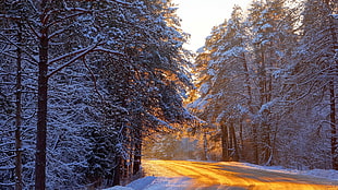 road surrounded by trees covered by snow