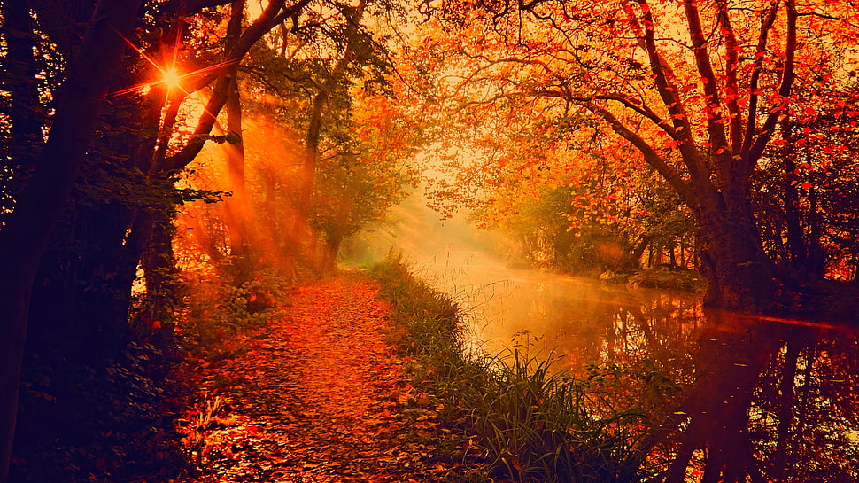 River between trees during golden time HD wallpaper | Wallpaper Flare