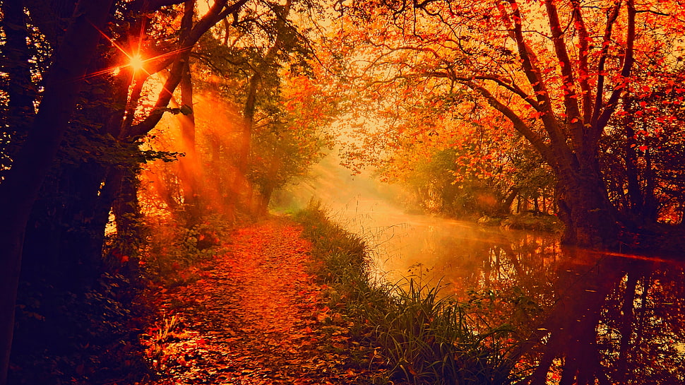 river between trees during golden time HD wallpaper