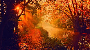 river between trees during golden time HD wallpaper