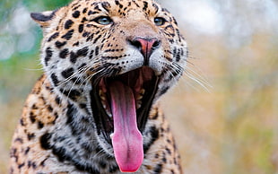 leopard yawning