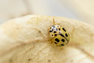 micro shot of yellow and black beetle bug