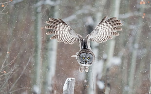 two silver-colored owl pendants, animals, wildlife, birds, owl HD wallpaper