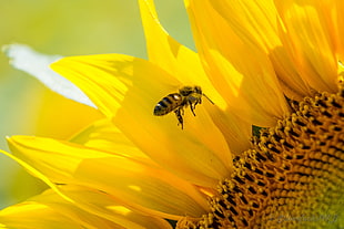 honeybee hovering in front of sunflower