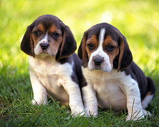 depth of field photo of two short coated white-brown-and-black puppies standing on green grass field