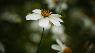 white Daisy flower closed up photography