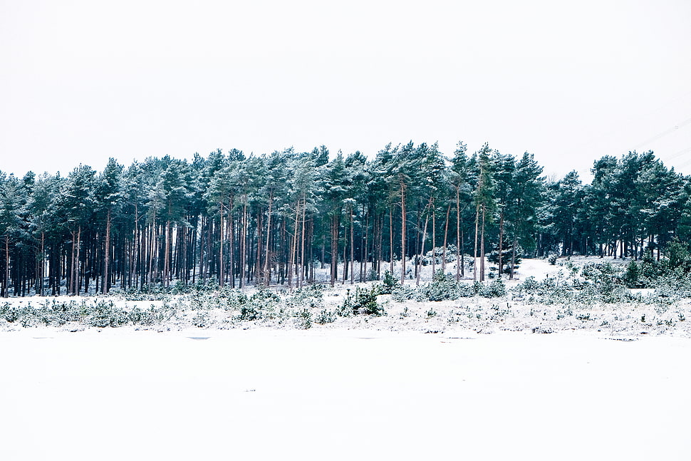 green leaf tree, Trees, Winter, Forest HD wallpaper
