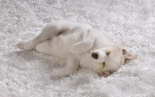 short-coated white and tan sleeping on white shag mat
