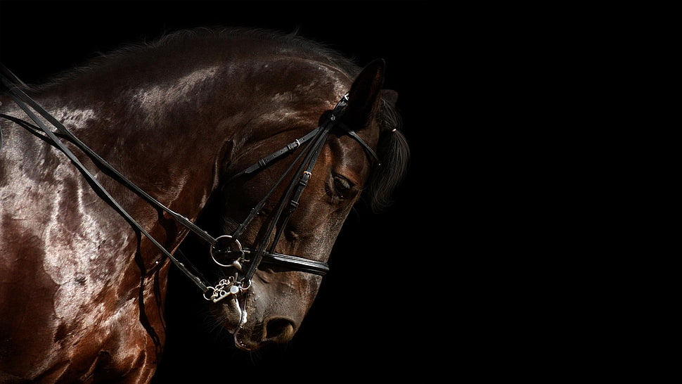 brown horse, horse HD wallpaper