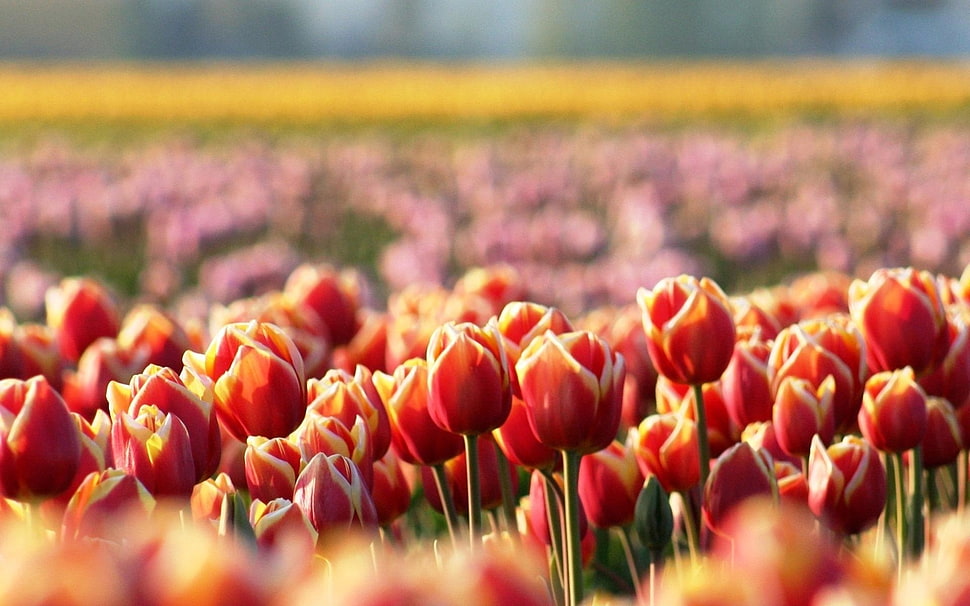 red tulips HD wallpaper