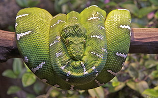 green and white snake, snake, tree boa, Boa constrictor, reptiles
