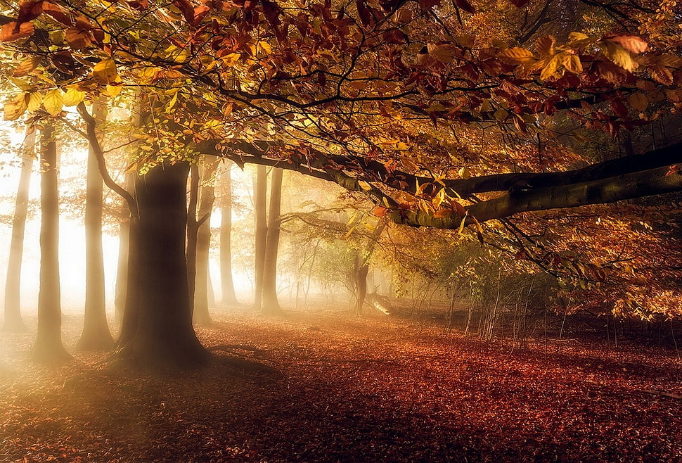 brown trees, nature, landscape, fall, mist HD wallpaper