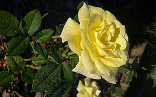 selective focus photography of yellow Rose flower