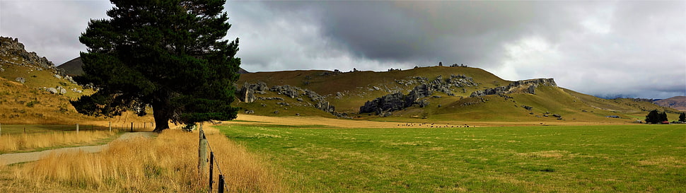 green grass field, New Zealand, Mt Cook, landscape HD wallpaper