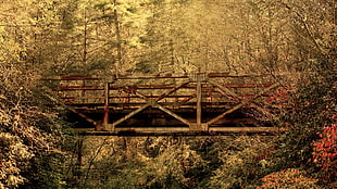 panoramic photography of bridge in the forest HD wallpaper