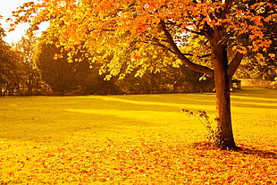 orange leafed tree, fall, foliage, gold, leaves