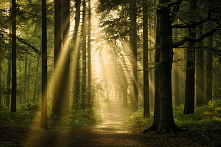 brown and black tree painting, forest, dark, sunlight, path