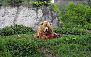 brown bear, animals, bears HD wallpaper