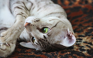 silver tabby cat laying on carpet
