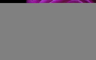 purple rose flower digital wallpaper HD wallpaper