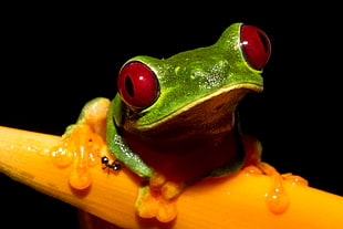 red-eye tree frog, agalychnis