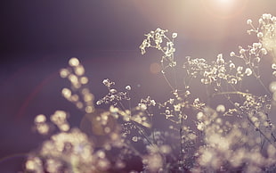 selective focus photo of white petaled flower HD wallpaper