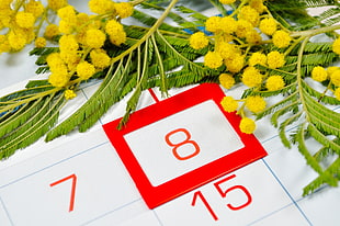 close-up photo of yellow petaled flowers with green leaves beside red number 8 card HD wallpaper