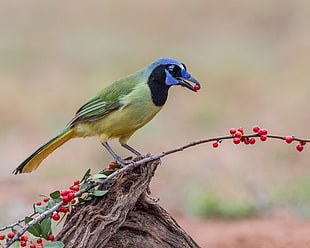 focus photography of green, black, and blue bird, green jay